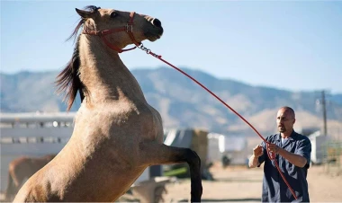 Hansı heyvanları əhliləşdirmək təhlükəlidir? - SİYAHI