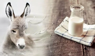 Stəkanı 20 manata olan eşşək südü qızılcanın dərmanıdır? – Həkimdən açıqlama