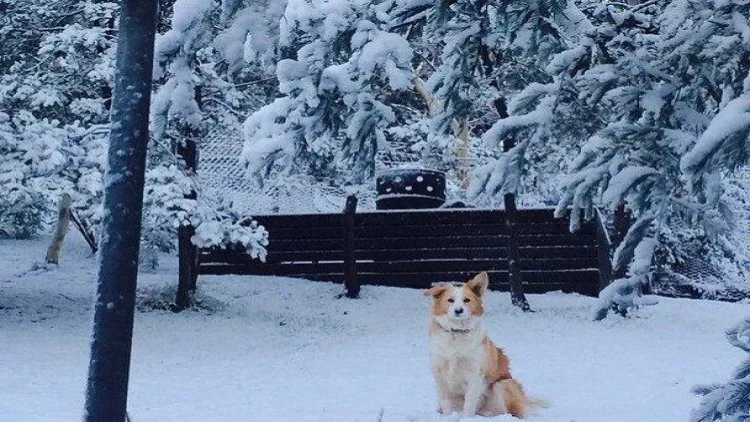 Dağlıq ərazilərdə 12 dərəcəyədək şaxta - FAKTİKİ HAVA