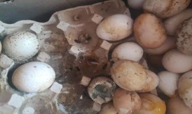 Bakıda bu marketdə lax yumurta satılır - FOTO