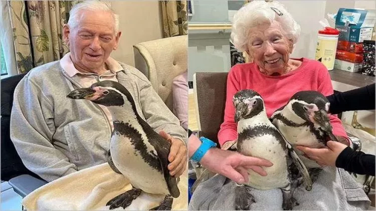 Tənha qocalara pinqvin sürprizi: Britaniyadan FOTOlar