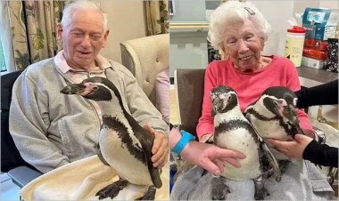 Tənha qocalara pinqvin sürprizi: Britaniyadan FOTOlar