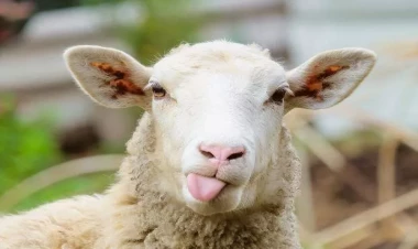 Azərbaycanda quzu əti niyə bahalaşır?