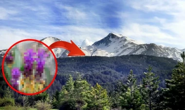 Yeni kəşf: Türkiyədə 1570 metr yüksəklikdə tapıldı - FOTO