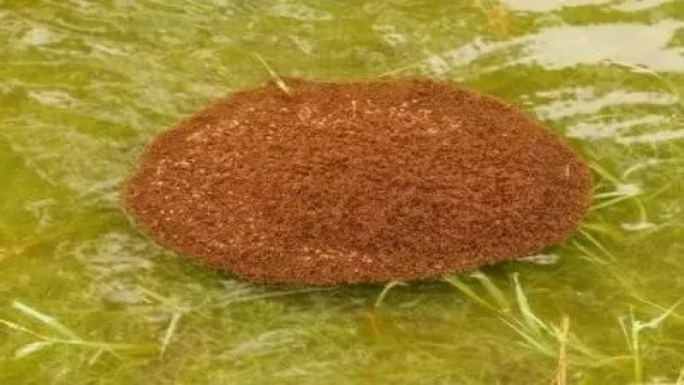 Qarışqalarla bağlı inanılmaz kəşf: Canlı sallar yaradırlar ki...