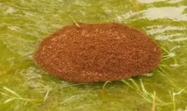 Qarışqalarla bağlı inanılmaz kəşf: Canlı sallar yaradırlar ki...