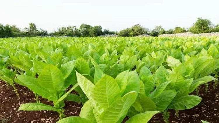 Gəliri az, əziyyəti çox: Azərbaycanda niyə keyfiyyətli tütün istehsal olunmur?