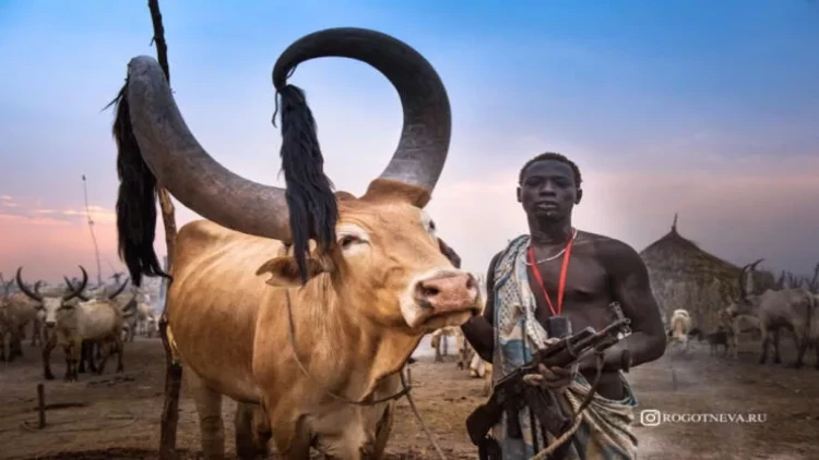 Burada inək pul əvəzidir, qab-qacaq sidiklə yuyulur