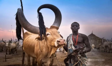 Burada inək pul əvəzidir, qab-qacaq sidiklə yuyulur