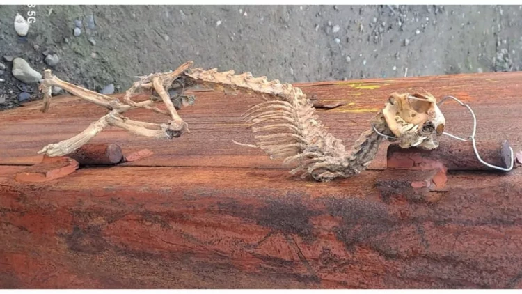 Tərtərdə naməlum heyvan skeleti tapıldı - FOTOlar