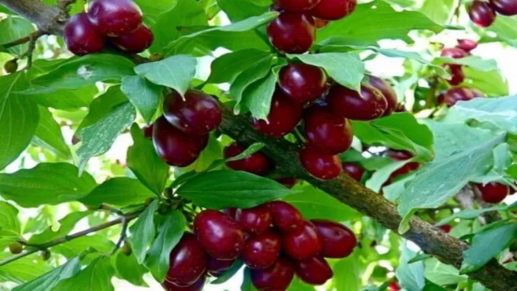 Zoğalın möhtəşəm faydaları – Ölüm riskini azaldır