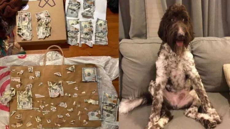 İt 4000 dolları yedi - Sahibləri itin ifrazatından cırılmış əskinasları topladı - FOTOlar