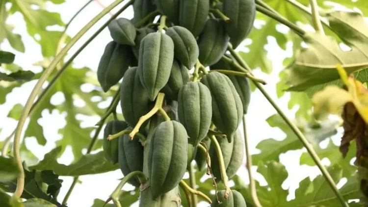 Bu ağac ilin 12 ayında meyvə verir - Sahibini milyoner etdi - FOTO