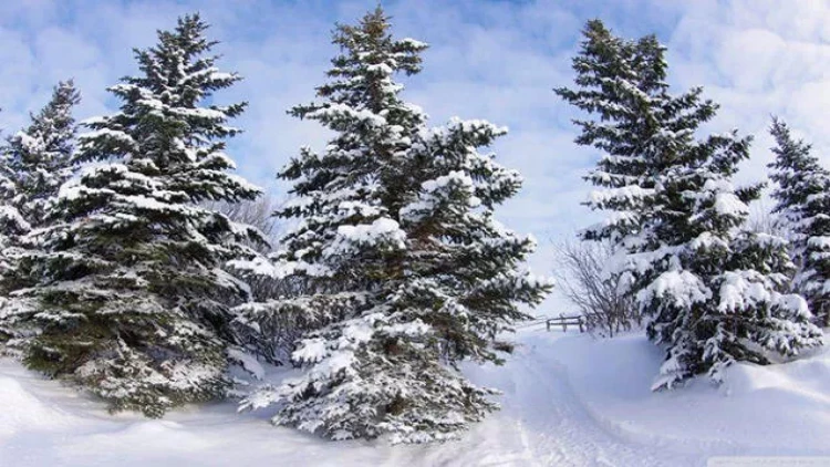 Əjdaha ilinin ilk ayının Havası