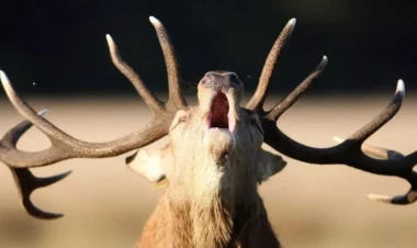 Marallar arasında yayılan “zombi” virusu insanlara da keçir?