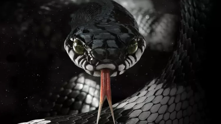 Azərbaycanda nəhəng ilan göründü - ANBAAN VİDEO