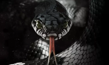 Azərbaycanda nəhəng ilan göründü - ANBAAN VİDEO