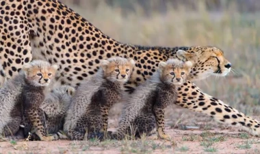 Vəhşi təbiət: 2023-cü ilin 11 möhtəşəm FOTOSU