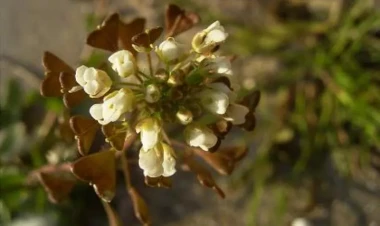 Menstrual qanaxmaların qarşısını alan bitki
