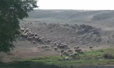 MÜƏMMA: bu rayonda heyvanlar örüş sahələrindən yoxa çıxır