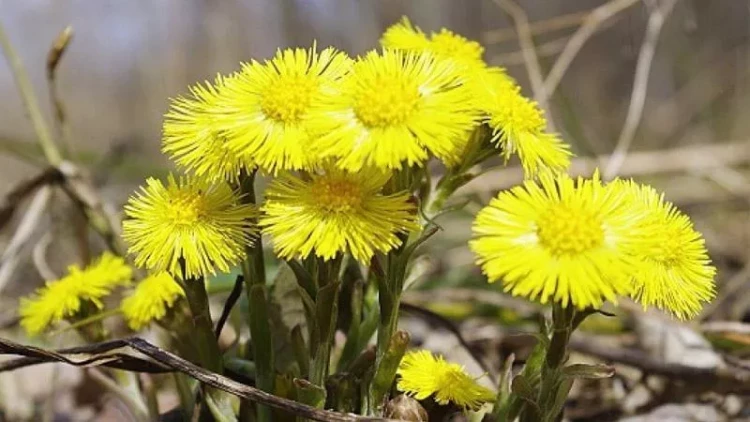 Bu bitkinin yarpaqlarını sinənin üstünə düzüb saxladıqda... - Qadınların DİQQƏTİNƏ