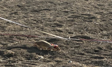 Minalar siçovullarla belə təmizlənir - FOTO