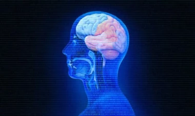 Beynin bu nahiyəsi toxluqdan xəbər verir