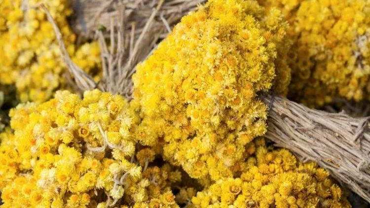 İltihabı aradan qaldırır, stressə isə son... - Solmaz çiçəyi haqqında nə bilirik?