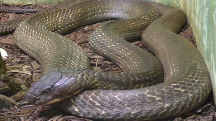 Sığorta pulu almaq üçün arvadı və qızının otağına kobra saldı