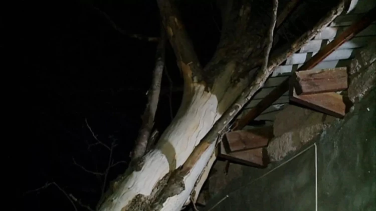 Gəncədə ağac evin üzərinə aşıb