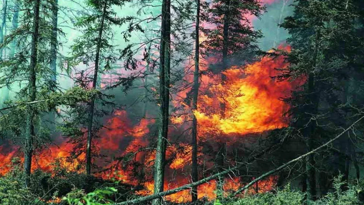 İsmayıllıda meşəyə yaxın ərazidə yanğın olub