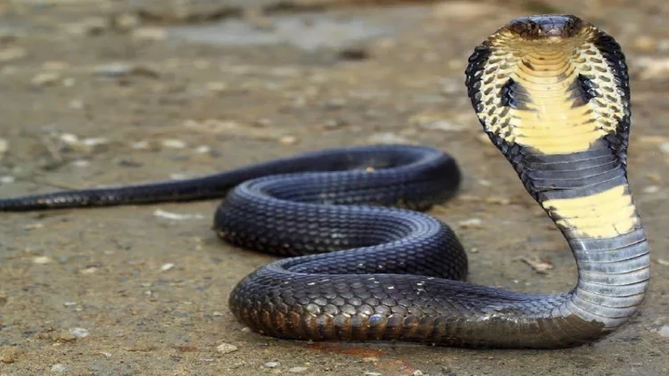 Arvadı və qızının otağına kobra saldı - Səbəb dəhşətə gətirir