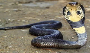 Arvadı və qızının otağına kobra saldı - Səbəb dəhşətə gətirir