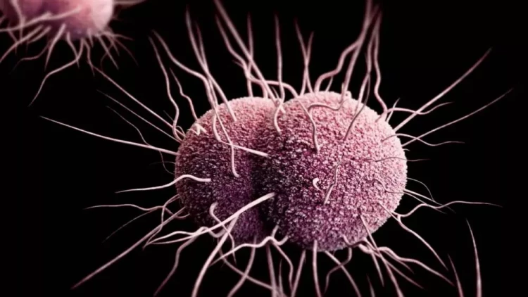 Bağırsaqdakı mikroblar qocalmanın qarşısını alır