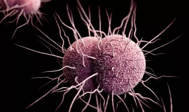 Bağırsaqdakı mikroblar qocalmanın qarşısını alır