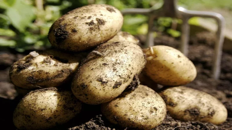 Azərbaycanda kartofun qiyməti ucuzlaşacaq? - AÇIQLAMA