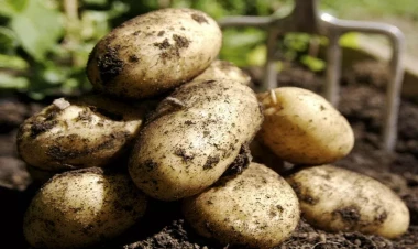 Azərbaycanda kartofun qiyməti ucuzlaşacaq? - AÇIQLAMA