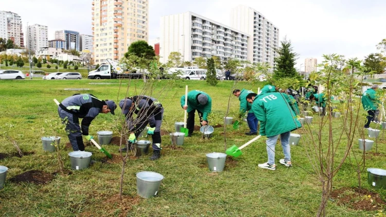 Paytaxtda quraqlığa davamlı və yerli iqlimə uyğun ağac və kolların əkilir - FOTO