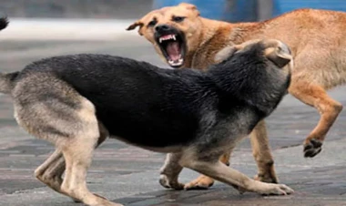 Bu ölkədə it əti yemək qadağan ediləcək