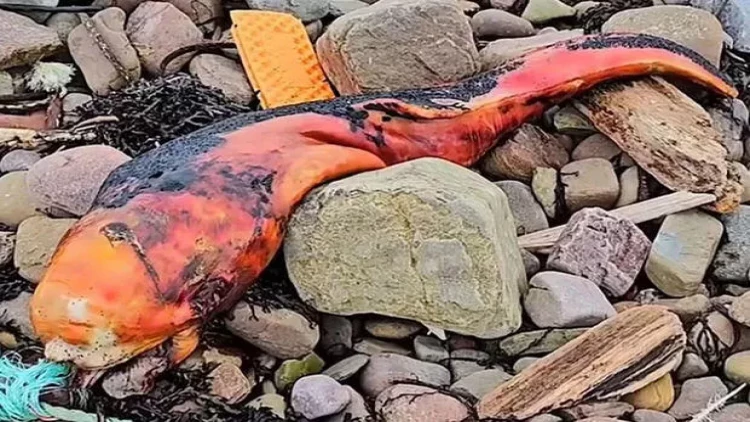 Çimərlikdə aşkar edilən narıncı məxluq insanları təəccübləndirdi - FOTO