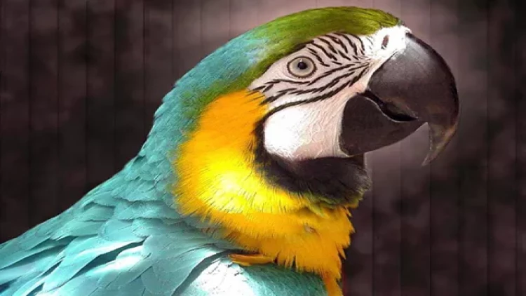 Tutuquşu ailəni yanğından xilas etdi