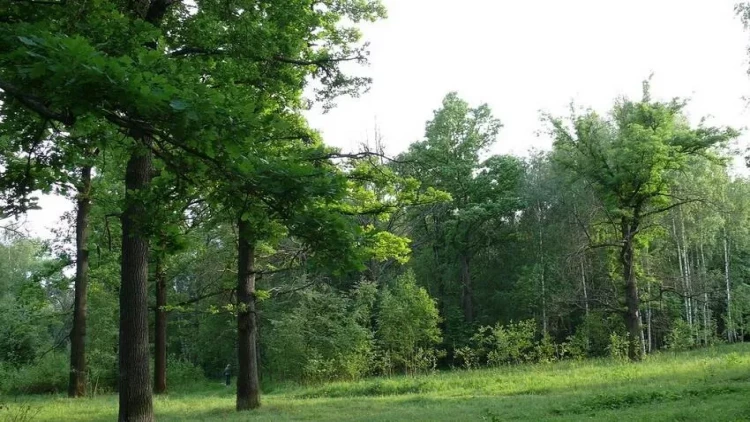 Azərbaycanda illik meşəqırma həcmi təsdiqləndi