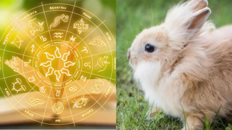 Qoç - hinduşka, Əkizlər – dovşan: Bürcünüzə görə hansı təsərrüfat heyvanısınız?