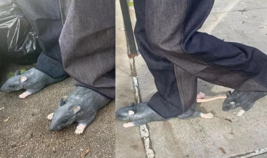 Məşhur dizayner siçovullardan AYAQQABI HAZIRLATDI