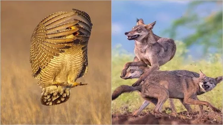 2023-cü ilin ən gözəl təbiət görüntüləri - FOTO