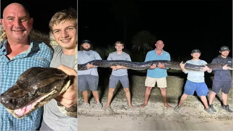 Beş metr uzunluğunda nəhəng piton ovçuları belə heyrətə gətirdi - FOTO