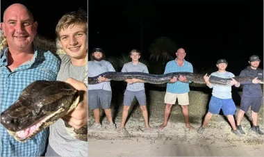 Beş metr uzunluğunda nəhəng piton ovçuları belə heyrətə gətirdi - FOTO