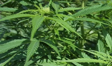 Bu rayonlarda narkotik vasitələr məhv edildi