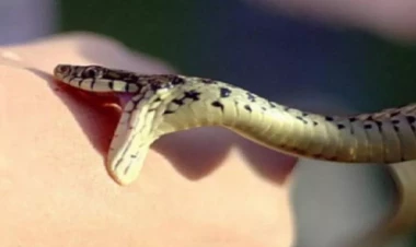 Oğuzda 59 yaşlı kişi DƏHŞƏT YAŞADI