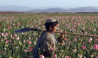 Bu ölkədə tiryək əkini 95% azalıb